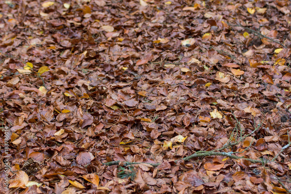 forest in fall forest in fall