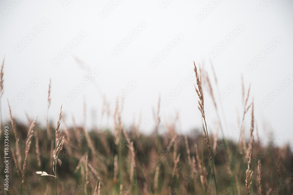 Fototapeta premium Soft grass flowers with blur background in tropical nature