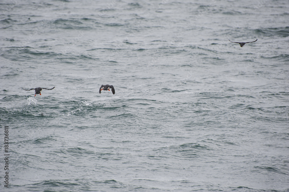 Fototapeta premium Stages of flight/Three puffins just getting out of the water and flying in an icelandic fjord.