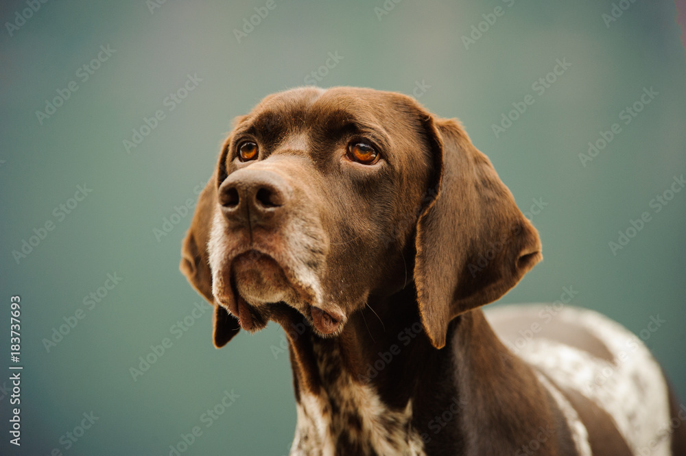 German Shorthair Pointer dog portrait 