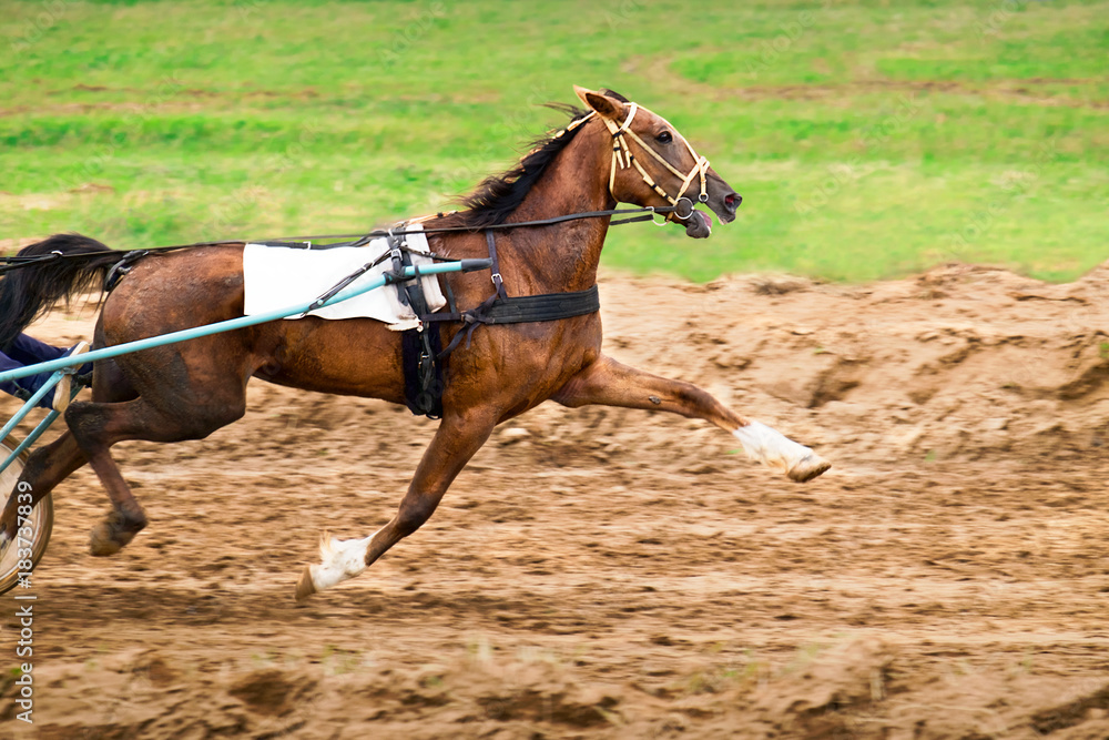 Race horse in run.
A horse with a stroller runs along the racetrack track. Race horse in run.
A horse with a stroller runs along the racetrack track.