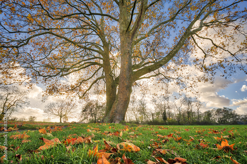 Fotografie beautiful tree with autumn leaves