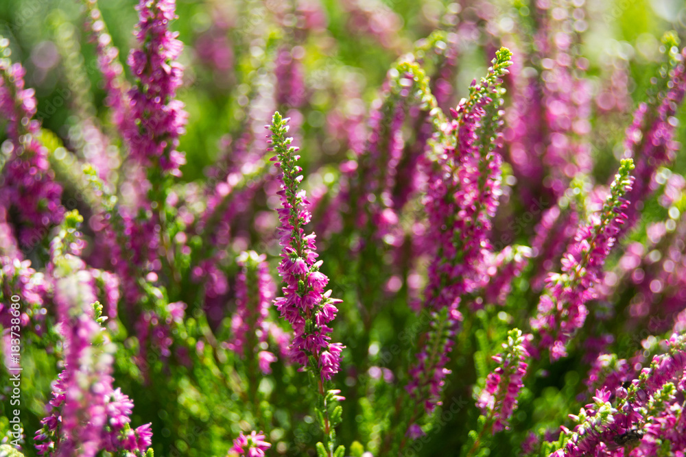 Heather flowers in the garden during sunny day, Calluna Vulgaris Heather flowers in the garden during sunny day, Calluna Vulgaris
