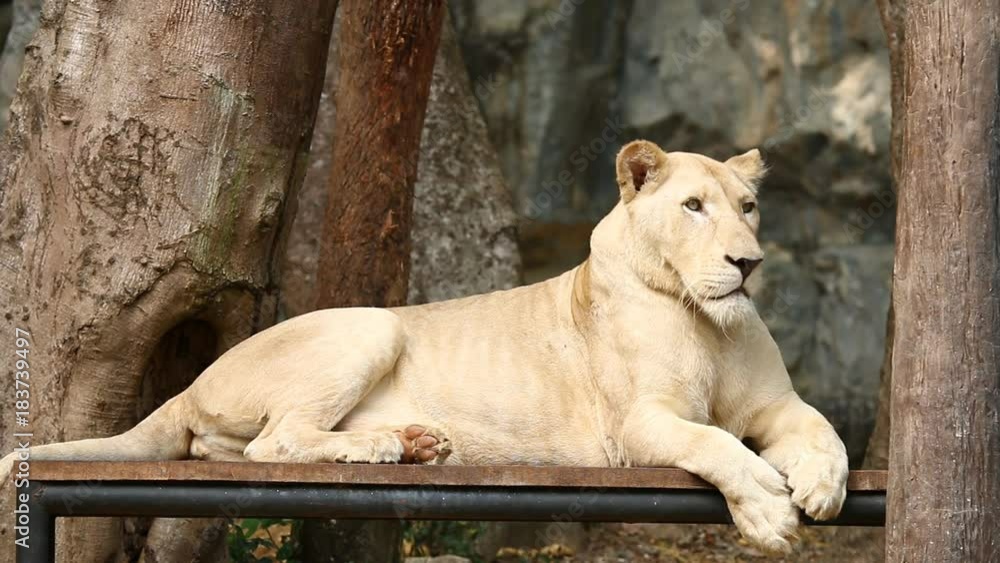 white lion in chiangmai Thailand white lion in chiangmai Thailand