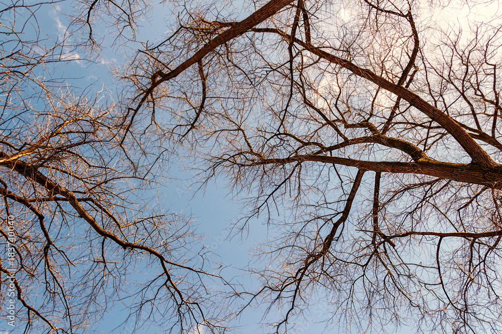 Fototapeta premium view on blue sky through the trees as a background