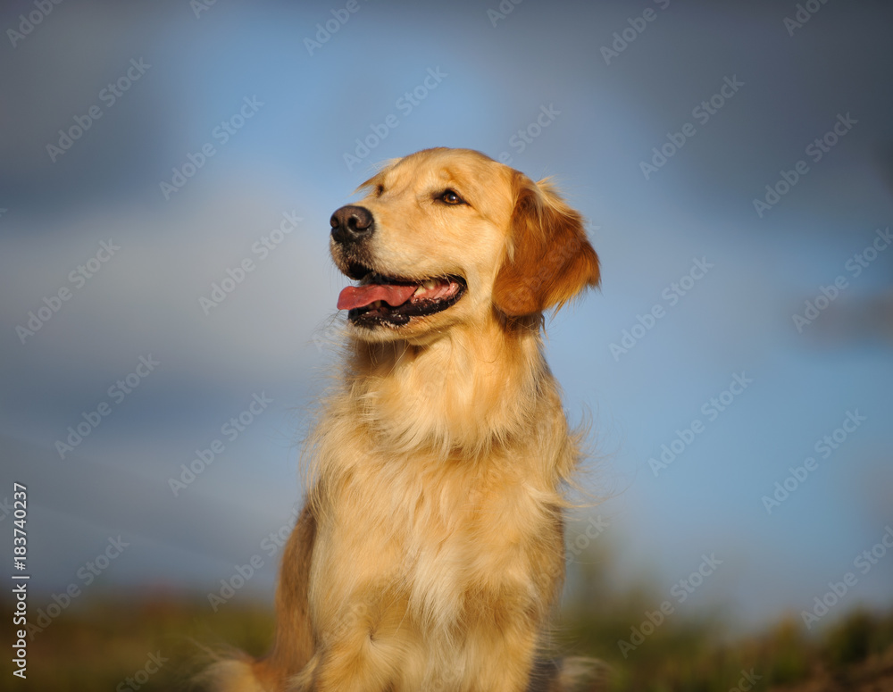 Golden Retriever dog portrait against blue sky with clouds Golden Retriever dog portrait against blue sky with clouds