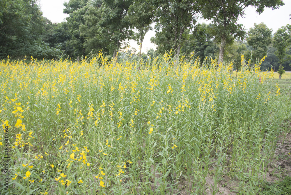 Obraz premium flower and leaf on blurred yellow background
