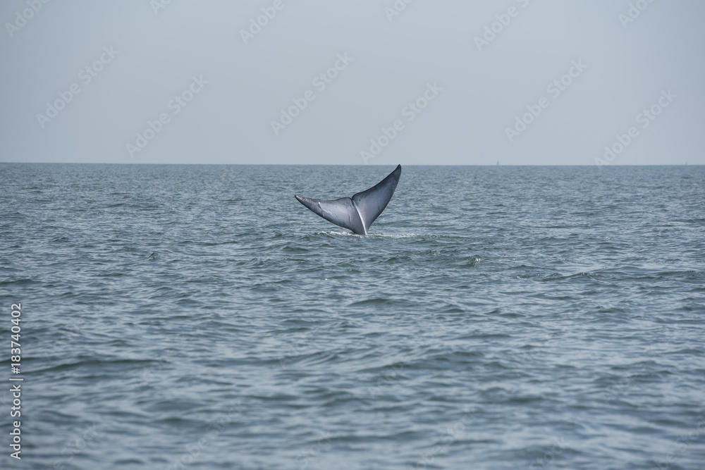 Naklejka premium Bryde's whale, Whale in gulf of Thailand..