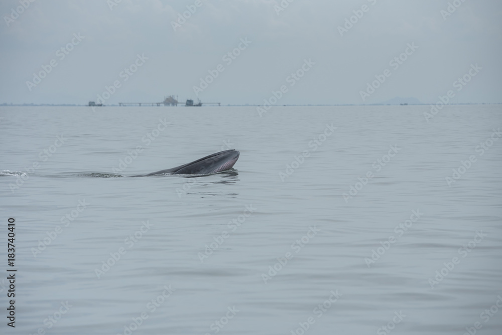 Fototapeta premium Bryde's whale, Whale in gulf of Thailand..