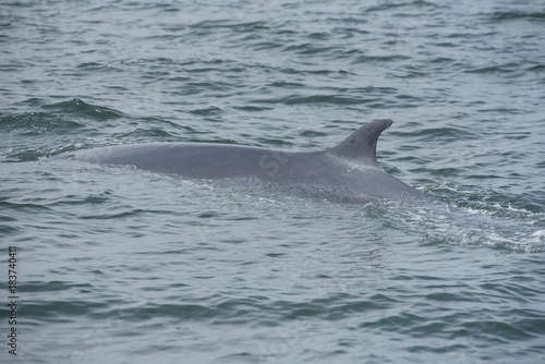 Bryde's whale, Whale in gulf of Thailand..