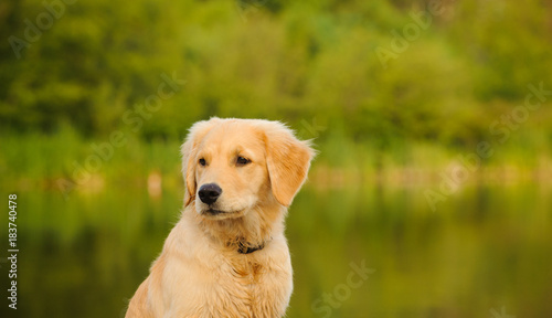 Golden Retriever puppy dog by water and nature