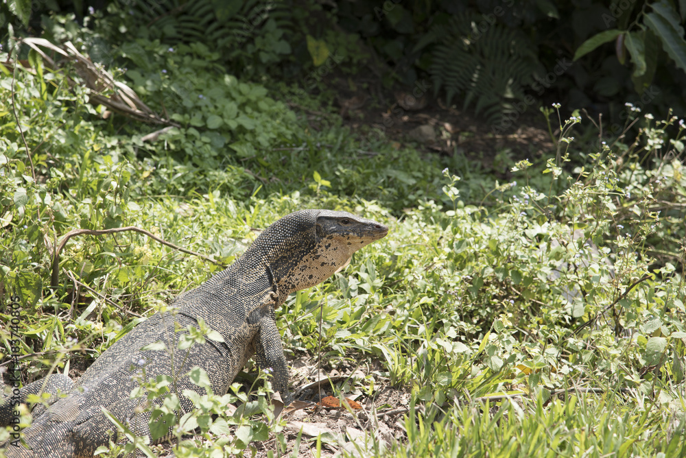 Komodo Dragon, the largest lizard in the world Komodo Dragon, the largest lizard in the world