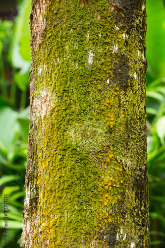 Fototapeta Naklejka Na Ścianę i Meble -  Moss on tree trunk, Moss texture background