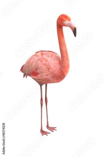 realistic 3d render of american flamingo