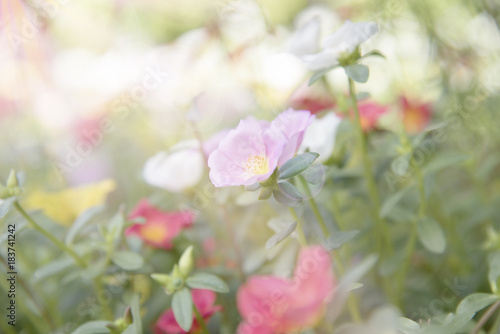 Colorful Common Purslane flowers