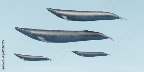 Realistic 3D Render of Blue Whales