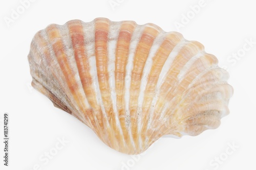 Realistic 3D Render of Clam