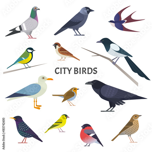 City birds. Vector collection of European birds, such as pigeon, crow, jackdaw, gull, sparrow, tit and others in trendy flat style. Isolated on white.