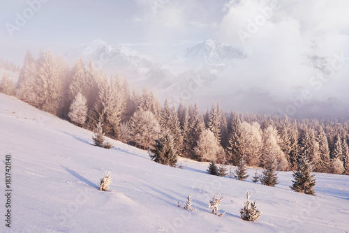 Sunny morning scene in the mountain forest. Bright winter landscape in the snowy wood, Happy New Year celebration concept