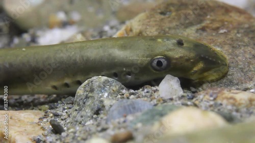 Brook lamprey (Lampetra planeri) a frashwater species that exclusively inhabits freshwater environments. Lamprey in the clean mountain river holding gravel. Frashwater habitat. photo