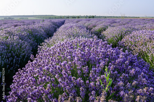 Lavender field near Poruchik Chuchevo village in Bulgaria