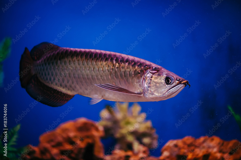 Fototapeta premium Scleropages Jardini floats among algae and corals. A large shiny pink fish.