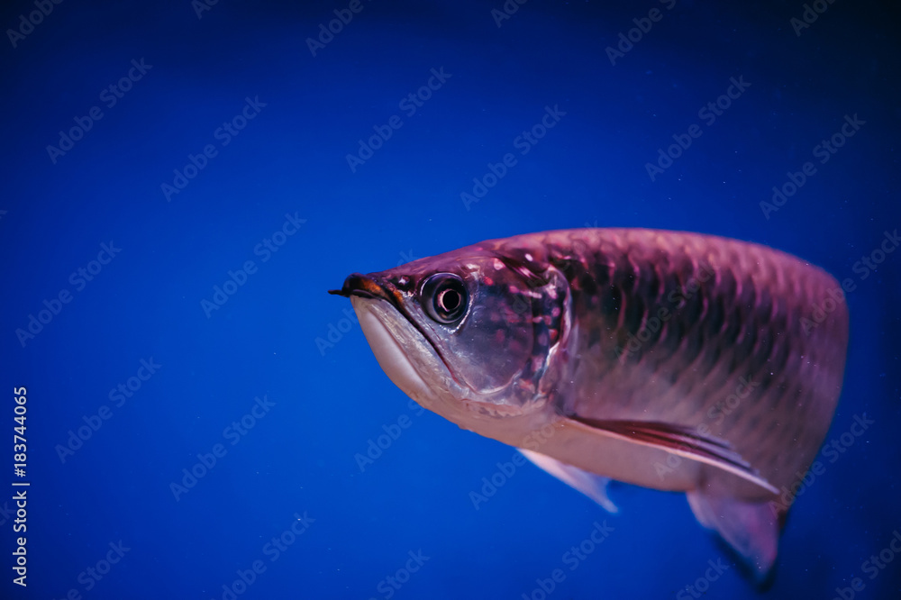 Fototapeta premium A large shiny pink fish. Scleropages Jardini.