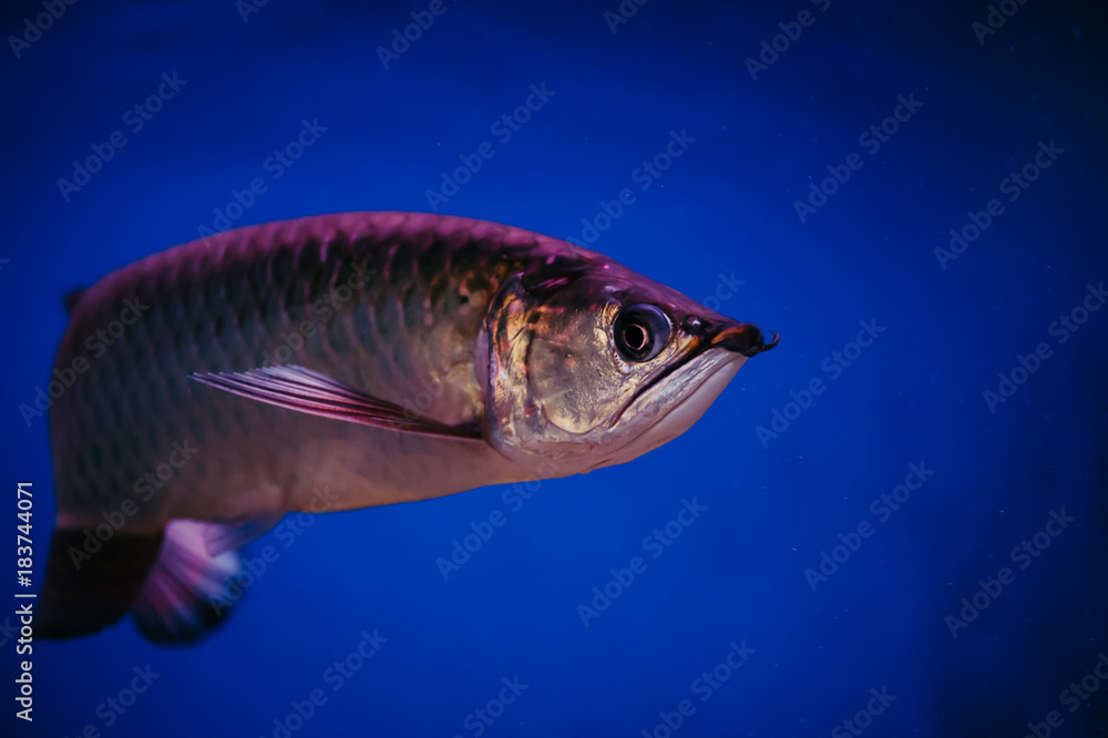 A large shiny pink fish. Scleropages Jardini. A large shiny pink fish. Scleropages Jardini.