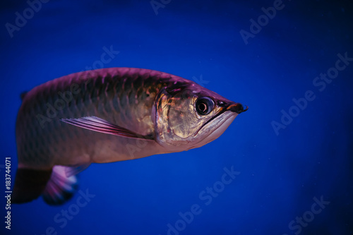 A large shiny pink fish. Scleropages Jardini.