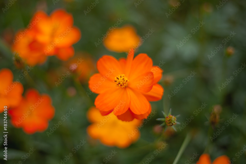 Orange flowers in garden the beauty spring blossom background Orange flowers in garden the beauty spring blossom background