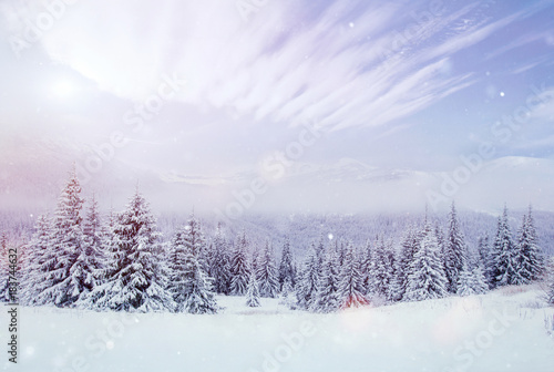 Mysterious winter landscape majestic mountains in the winter. Nice thick fog. Magical winter snow covered tree. Photo cards. light effect bokeh, soft filter. Carpathian. Ukraine.