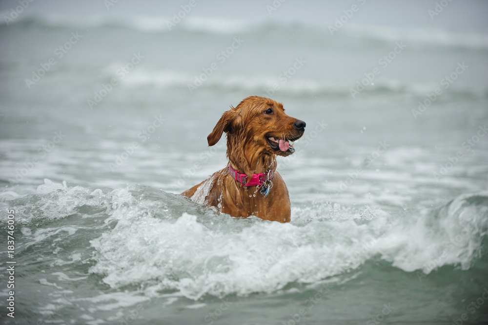 Golden Retrieve dog swimming in ocean waves Golden Retrieve dog swimming in ocean waves