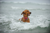 Golden Retrieve dog swimming in ocean waves