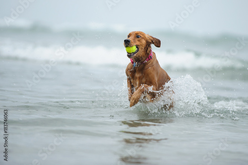 Golden Retriever running out of ocean with ball