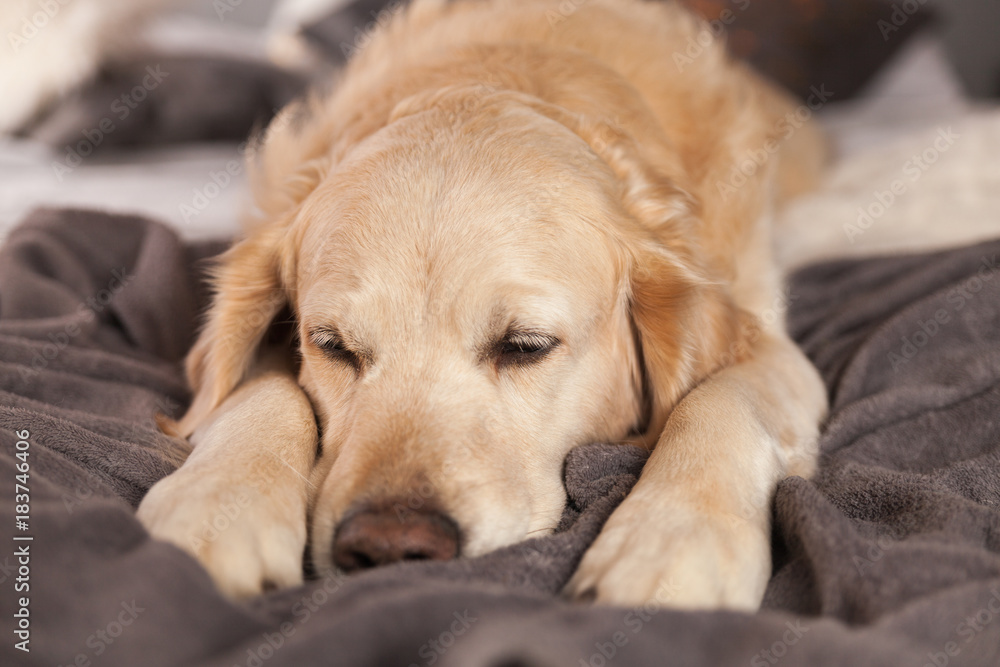 Adorable Golden Retriever Dog Light Pastel Gray White Scandinavian Textile Decorative Coat Pillows for Modern Bed in House or Hotel. Horizontal, close up, copy space. Pets friendly concept. Adorable Golden Retriever Dog Light Pastel Gray White Scandinavian Textile Decorative Coat Pillows for Modern Bed in House or Hotel. Horizontal, close up, copy space. Pets friendly concept.