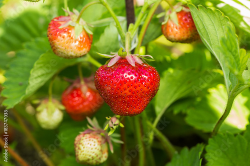 Red and green strawberries amid leaves