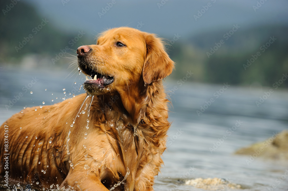 Golden Retriever dog lying down in lake water