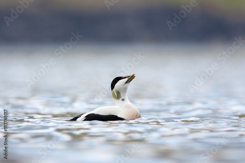 Common eider, somateria mollissima, Faroe island