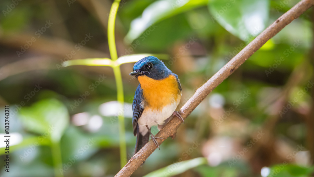 Bird (Tickell's Blue Flycatcher) in nature wild Bird (Tickell's Blue Flycatcher) in nature wild