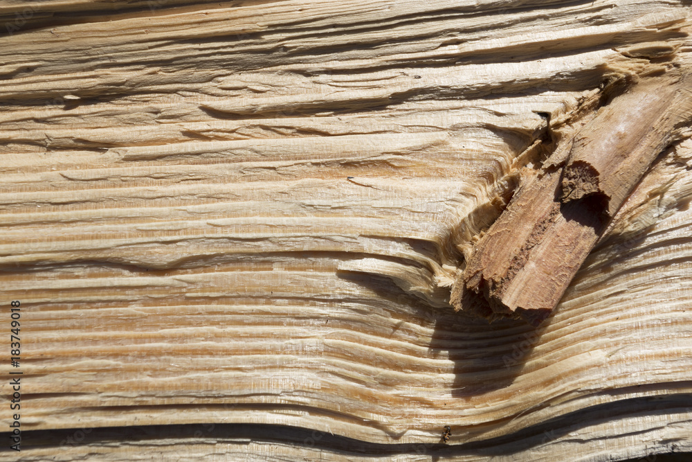 Fototapeta premium wood