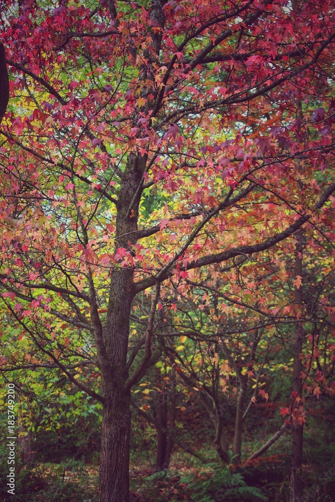 Autumn trees in red, yellow, brown colours