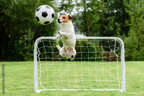 Fototapeta Naklejka Na Ścianę i Meble -  Funny dog flying in amusing pose catching football (soccer) ball and saving goal