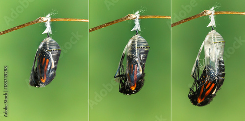 Monarch butterfly emerging from chrysalis to butterfly photo