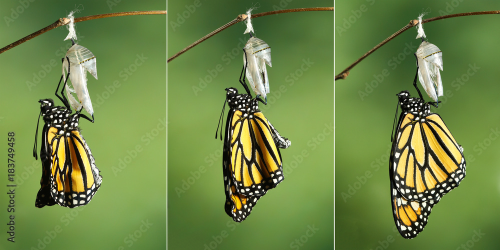 Obraz premium Motyl monarcha (Danaus plexippus) suszący skrzydła po metamorfozie