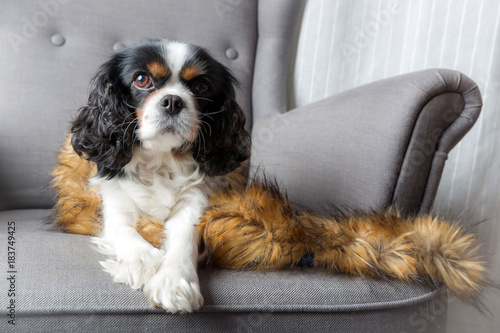 Cute dog relaxing