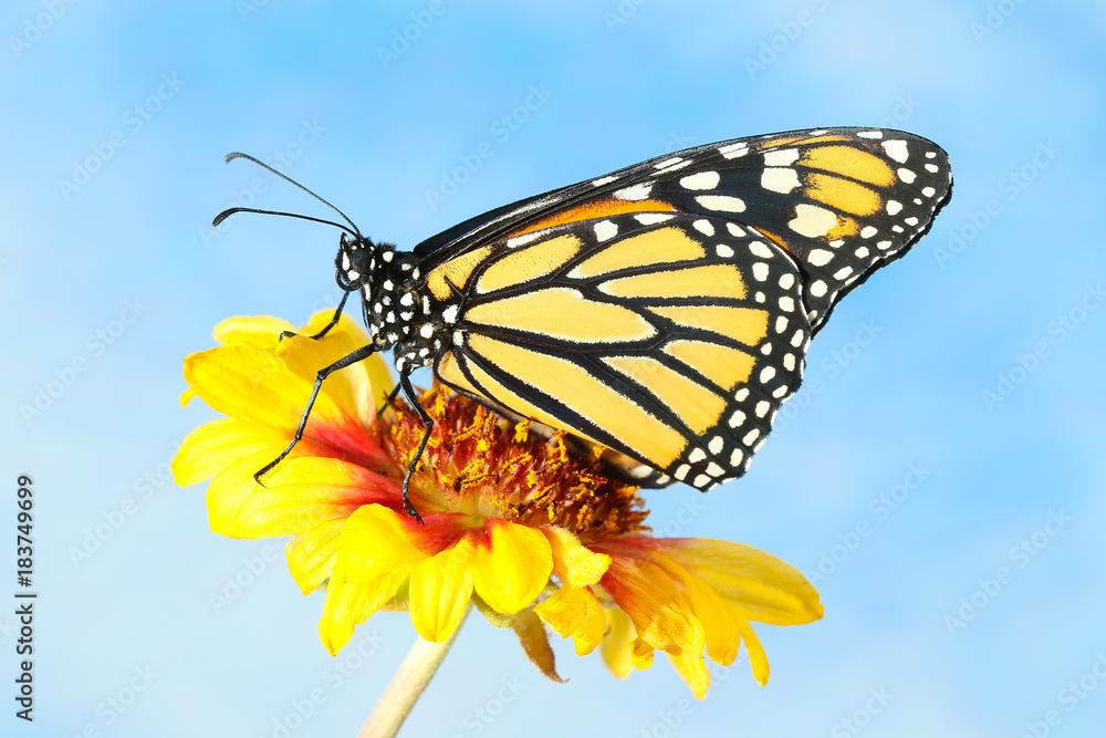 Obraz premium Monarch Butterfly Danaus plexippus na żółtym kwiecie