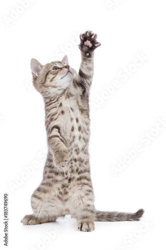 kitten or cat standing with raised paw isolated