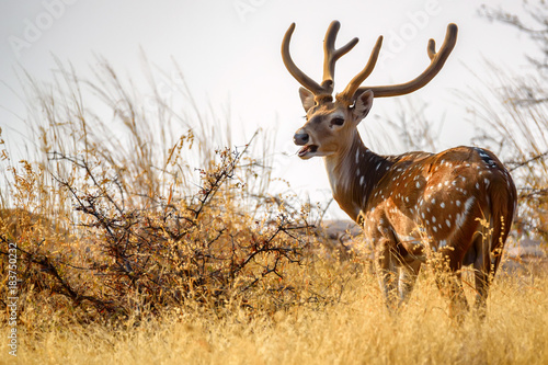 Spotted deer or Axis in national park Ranthambore