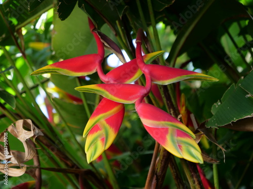 Heliconia Pendula, jardin créole, La Réunion  photo