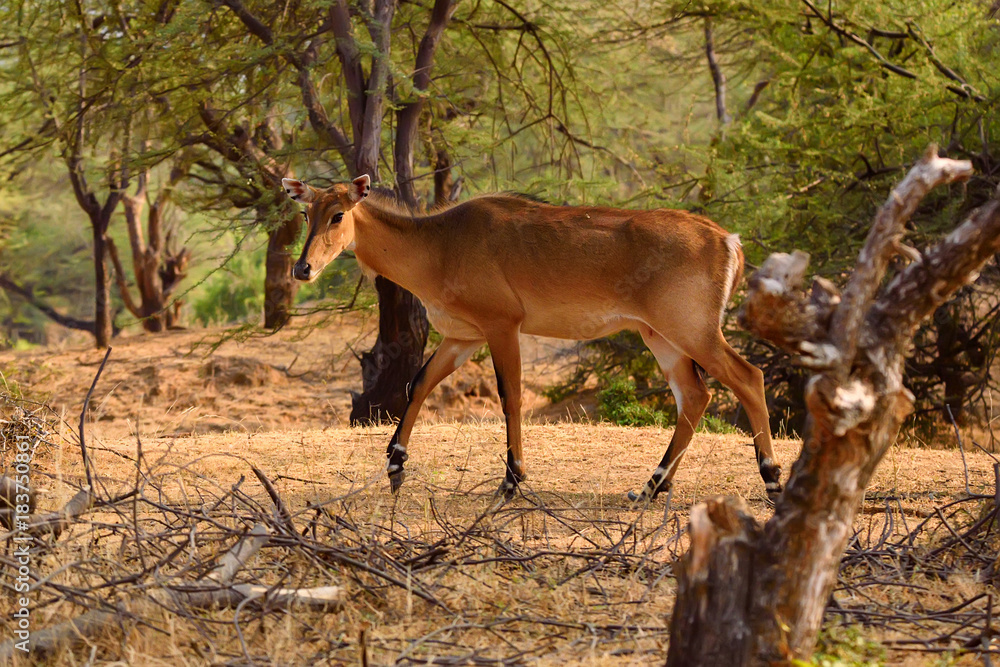Fototapeta premium Wild Nilgai or Boselaphus tragocamelus